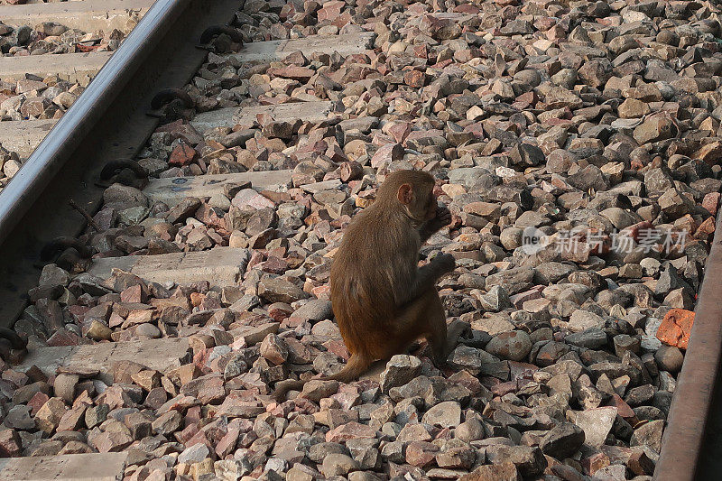 在印度北方邦，一只野生恒河猴(Macaca mulatta)坐在铁轨和铁路线的碎石旁